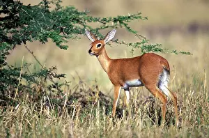 Campestris: Africa, Botswana, Chobe National Park, Steenbok