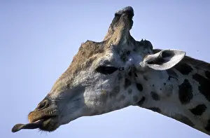 Tight: Africa, Botswana, Chobe National Park, Tight