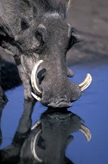 Phacochoerus: Africa, Botswana, Chobe National Park, Warthog