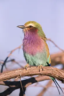Multi: Africa, Botswana, Fork-tailed Roller, Coracias caudatus