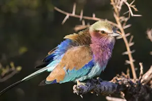 Multi: Africa, Botswana, Fork-tailed Roller, Coracias caudatus