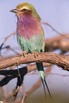 Roller: Africa, Botswana, Fork-tailed Roller, Coracias caudatus