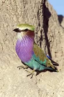 Roller: Africa, Botswana, Fork-tailed Roller, Coracias caudatus