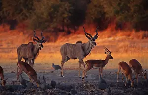Tragelaphus: Africa, Botswana. Two greater kudus (Tragelaphus