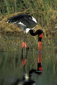 Senegalensis: Africa, Botswana, Moremi Game Reserve, Saddle-Billed