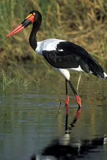 Senegalensis: Africa, Botswana, Moremi Game Reserve, Saddle-Billed