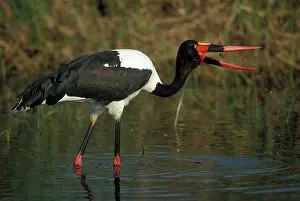 Senegalensis: Africa, Botswana, Moremi Game Reserve, Saddle-Billed