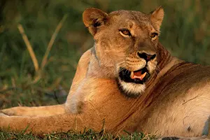 Fittest: Africa, Botswana, Moremi Game Reserve, Lioness