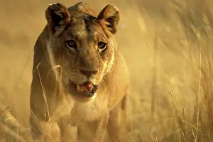 Fittest: Africa, Botswana, Moremi Game Reserve, Lioness