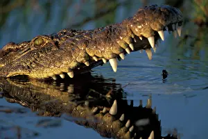 Frightening: Africa, Botswana, Moremi Game Reserve, Nile