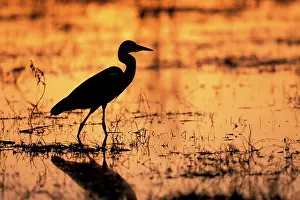 Khwai: Africa, Botswana, Moremi Game Reserve, Yellow-bill