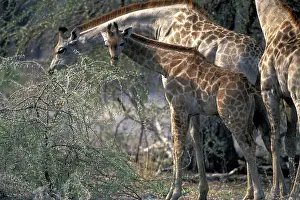 Camelopardis: Africa, Botswana, Moremi Game Reserve, Young