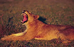 Sleicher: Africa, Botswana, Moremi Wildlife Reserve