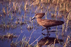 Hamerkop: Africa, Botswana, Okavango Delta. Hamerkop