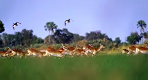 Kobus: Africa, Botswana, Okavango Delta. A herd of