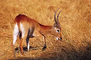 Kobus: Africa, Botswana, Okavango Delta. A red lechwe