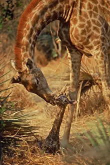 Minutes: Africa, Botswana, Okvanga Delta, wildlife