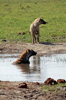 Savute: Africa, Botswana, Savute. Wild Dogs in water