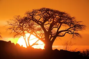 Parched: Africa, Botswana, Setting sun silhouettes