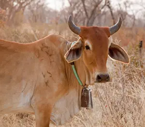 Brand: Africa, Botswana, Tsodilo Hills. Cow with