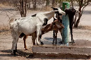 Pump: Africa, Botswana, Western Kalahari Desert