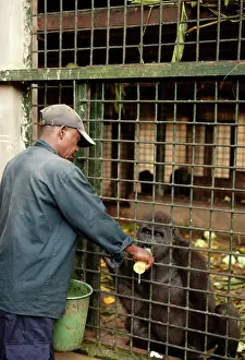 Monkies: Africa, Cameroon, Center Province, Mbalmayo area, the Mefou