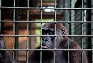 Monkies: Africa, Cameroon, Center Province, Mbalmayo area, the Mefou