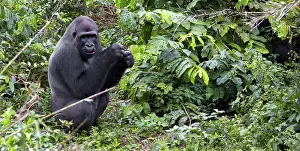 Forrest: Africa, Cameroon, Center Province, Mbalmayo area, the Mefou