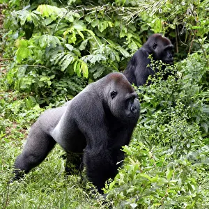 Forrest: Africa, Cameroon, Center Province, Mbalmayo area, the Mefou