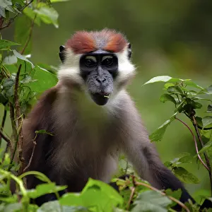 Forrest: Africa, Cameroon, Center Province, Mbalmayo area, the Mefou