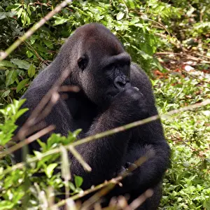 Forrest: Africa, Cameroon, Center Province, Mbalmayo area, the Mefou