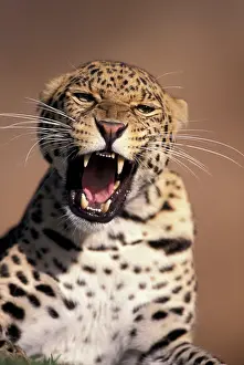 Snout: Africa, East Africa. African Leopard (Panthera