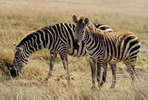 Ngorogoro: Africa, East Africa, Tanzania, Ngorongoro