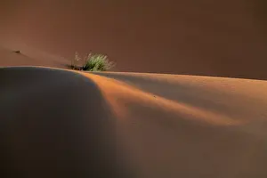 Survival: Africa, Erg Chebbi, Morocco. Bush growing on desert