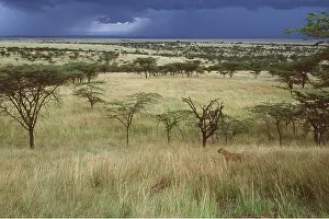 Storms: Africa - female Leopard in Savannah and Acacia Trees