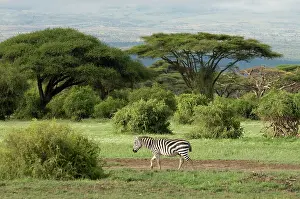Amboseli: Africa, Kenya, Amboseli National Park, a