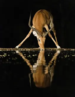 Lodge: Africa, Kenya, Amboseli National Park. Impala drinking