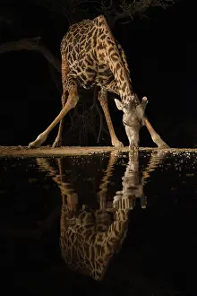 Lodge: Africa, Kenya, Amboseli National Park. Giraffe drinking