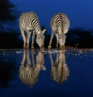 Zebra: Africa, Kenya, Amboseli National Park. Zebras drinking