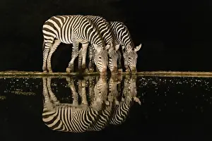Zebra: Africa, Kenya, Amboseli National Park. Zebras drinking