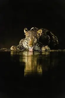 Lodge: Africa, Kenya, Amboseli National Park. Leopard drinking