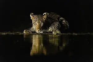 Lodge: Africa, Kenya, Amboseli National Park. Leopard drinking