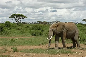 Amboseli: Africa, Kenya, Amboseli National Park, elephant