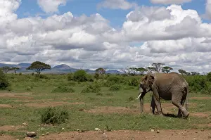 Amboseli: Africa, Kenya, Amboseli National Park, elephant