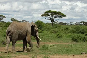 Amboseli: Africa, Kenya, Amboseli National Park, elephant