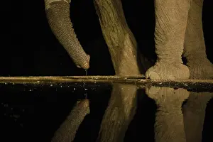 Lodge: Africa, Kenya, Amboseli National Park. Elephant