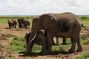Amboseli: Africa, Kenya, Amboseli National Park, elephants