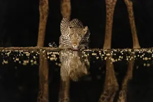 Lodge: Africa, Kenya, Amboseli National Park. Giraffe and
