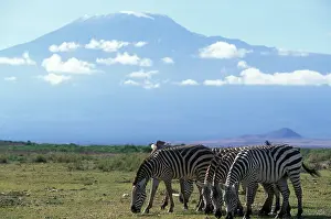Kilimanjaro: Africa, Kenya, Amboseli National Park, Herd