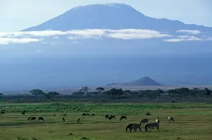 Kilimanjaro: Africa, Kenya, Amboseli National Park, Morning